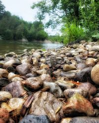 Surface level of rocks in forest