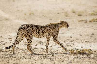 Full length of a cat on land