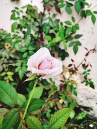 Close-up of rose blooming outdoors