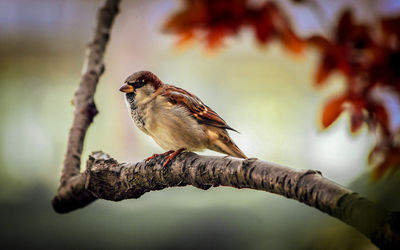 Close-up of bird perching on branch