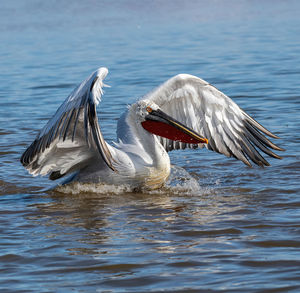 Bird flying over lake