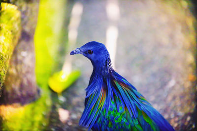 Close-up of a bird