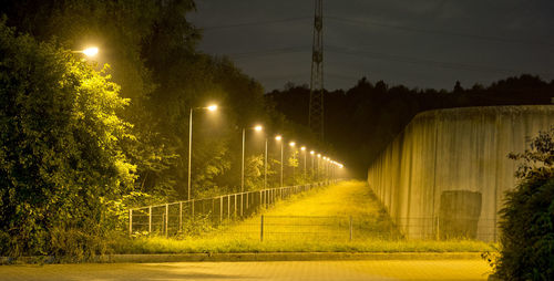 Illuminated trees at night
