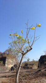 Bare trees against clear blue sky