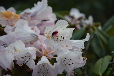 Close-up of white cherry blossoms