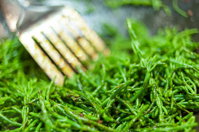 Close-up of fresh green grass