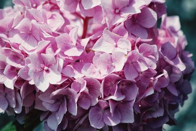 Close-up of pink hydrangea flowers