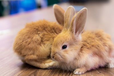 Close-up of a rabbit