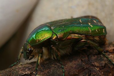 Close-up of insect