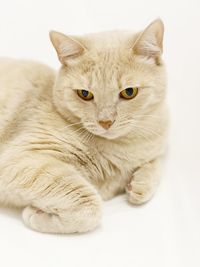 Close-up portrait of a cat over white background