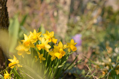 Close-up of yellow flower
