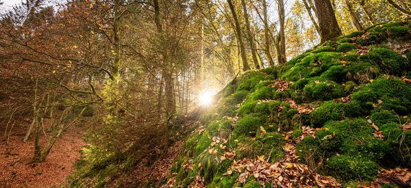 Trees in forest