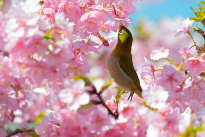 Close-up of pink cherry blossoms in spring