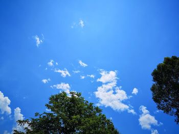 Low angle view of trees against blue sky