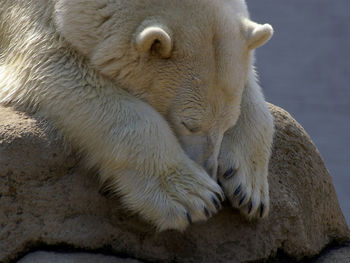 Polar bear sleeping on rock by sea