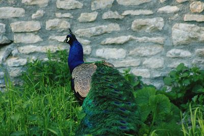 View of peacock on wall