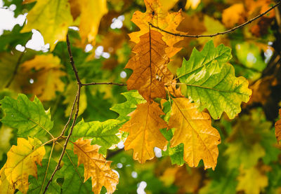 Close-up of leaves on branch