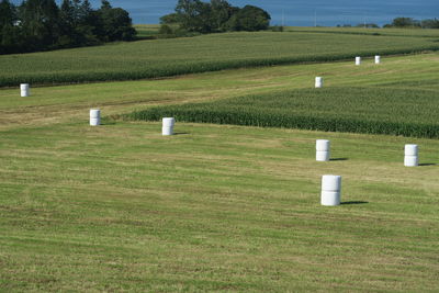 Scenic view of field