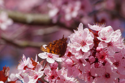 Close-up of cherry blossoms