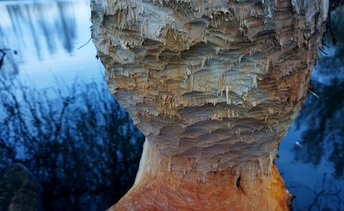 Close-up of tree trunk