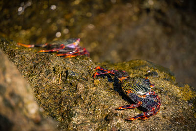 Close-up of crabs on rock