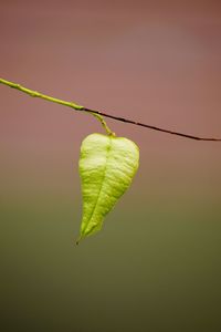 Close-up of leaf against sky