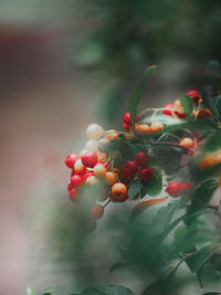 Close-up of red berries growing on tree