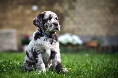 Dog sitting in field