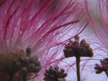 Close-up of pink flowers blooming in park