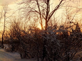 Bare trees against sky during winter