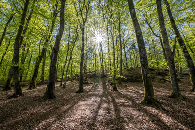 Beech forest in autumn