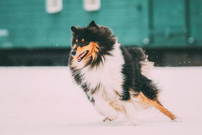 Dog looking away on snow