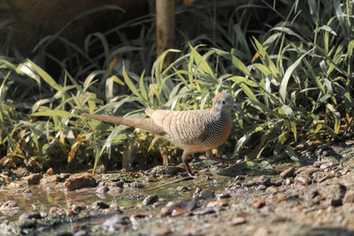 Side view of a bird on field