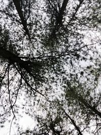 Low angle view of trees