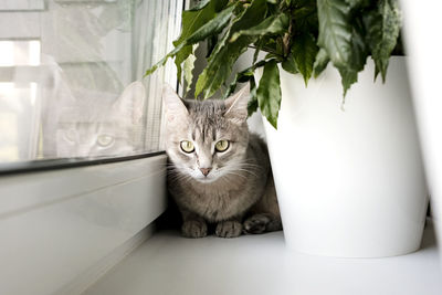 domestic animals
