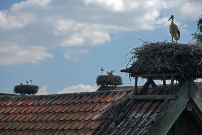 Birds perching on roof against sky