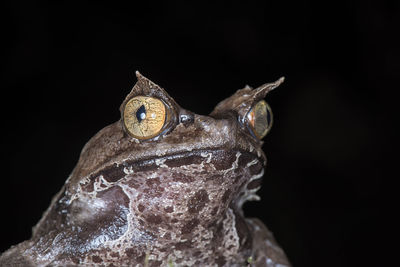 Close-up of lizard against black background