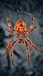 Close-up of spider on web