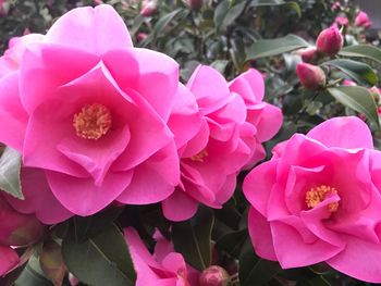 Close-up of pink flowers blooming outdoors