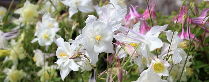 Close-up of white flowers on field