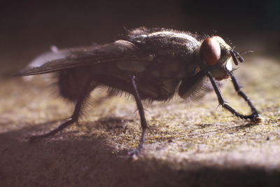 Close-up of fly