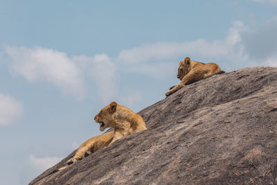 Lioness and cub standing on a rock against the sky