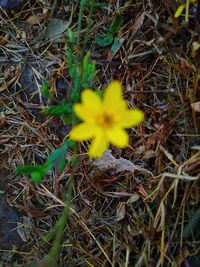 High angle view of yellow flower on field