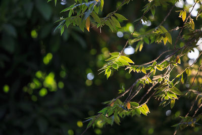 The shoots of the light in the morning bokeh background