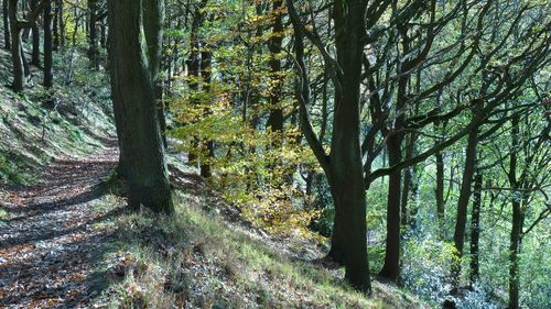 Trees in forest