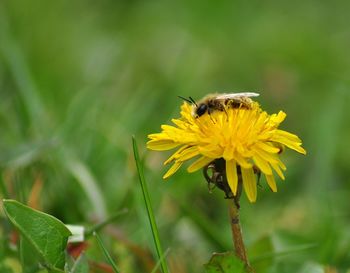 Bee pollinating on yellow flower