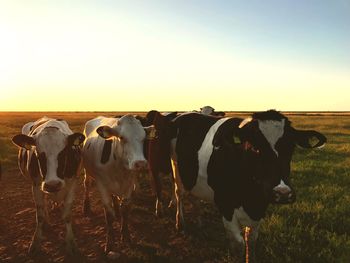 Cows standing in a field