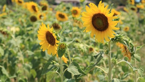 Close-up of yellow flowering plant on field