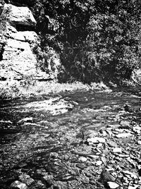 Reflection of trees in water