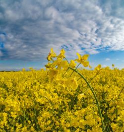 Yellow flowering plants on field against sky